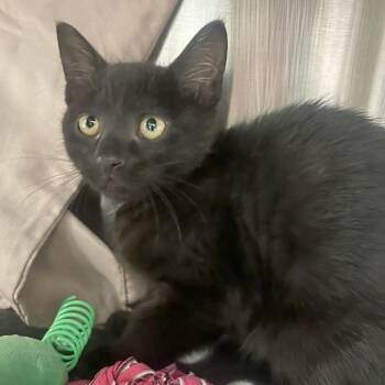 Ravioli -  Domestic Short Hair Cat for Adoption in Hendersonville, North Carolina - Ravioli | PetCurious