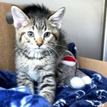 Domestic Short Hair Cats Available for Adoption - Teddy | PetCurious