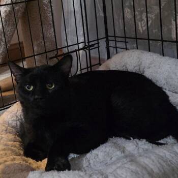0626-150 FRA Panther -  Domestic Short Hair Cat for Adoption in Abingdon, Maryland - 0626-150 FRA Panther | PetCurious