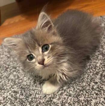 Miki -  Domestic Long Hair Cat for Adoption in Mineral Point, Wisconsin - Miki | PetCurious