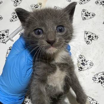 Digit -  Domestic Short Hair Cat for Adoption in Milton, Florida - Digit | PetCurious
