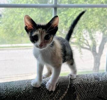 Conga -  Calico and Siamese Cat for Adoption in Austin, Texas - Conga | PetCurious