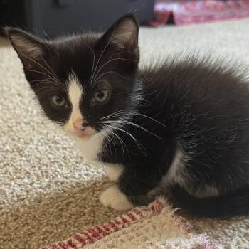 Milo -  Domestic Medium Hair Cat for Adoption in College Grove, Tennessee - Milo | PetCurious