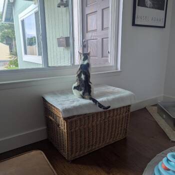 Carver -  Domestic Short Hair Cat for Adoption in Los Angeles, California - Carver | PetCurious