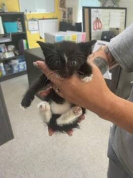 Quaker -  Domestic Short Hair Cat for Adoption in Morristown, Tennessee - Quaker | PetCurious