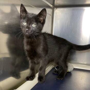 Bumble -  Domestic Short Hair Cat for Adoption in Roanoke, Virginia - Bumble | PetCurious