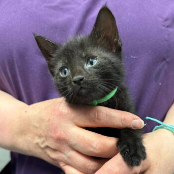 Domestic Short Hair Cats Available for Adoption in Trenton, New Jersey - Scout | PetCurious