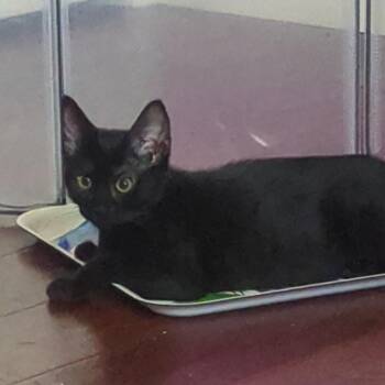 Sapa -  Domestic Short Hair Cat for Adoption in Westminster, California - Sapa | PetCurious