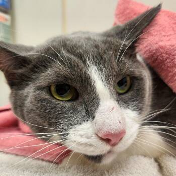 Brutus -  Domestic Short Hair Cat for Adoption in Oshkosh, Wisconsin - Brutus | PetCurious