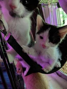 Flipflop -  Domestic Short Hair Cat for Adoption in Chamblee, Georgia - Flipflop | PetCurious