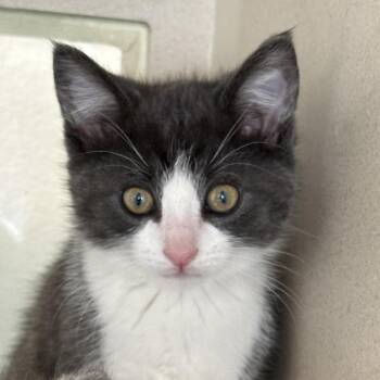 Raptor -  Domestic Short Hair Cat for Adoption in Durango, Colorado - Raptor | PetCurious