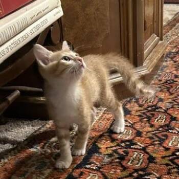 Domestic Short Hair Cats Available for Adoption in Houston, Texas - Julius | PetCurious
