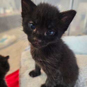 Ocean -  Domestic Short Hair Cat for Adoption in Nampa, Idaho - Ocean | PetCurious
