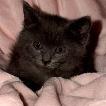 Lightening -  Domestic Medium Hair Cat for Adoption in Ringtown, Pennsylvania - Lightening | PetCurious