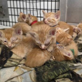 Rescue Domestic Short Hair Cats for Adoption in Kingman, Kansas - Tiger Lily (purple Collar) | PetCurious