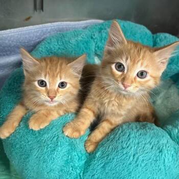 Pancake -  Domestic Short Hair Cat for Adoption in Madison, Wisconsin - Pancake | PetCurious