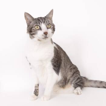 Henry -  Domestic Medium Hair Cat for Adoption in Franklin, Tennessee - Henry | PetCurious