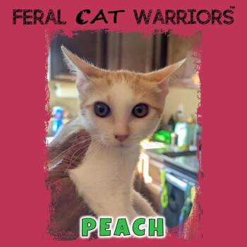 Peach -  Domestic Short Hair Cat for Adoption in Kingman, Arizona - Peach | PetCurious