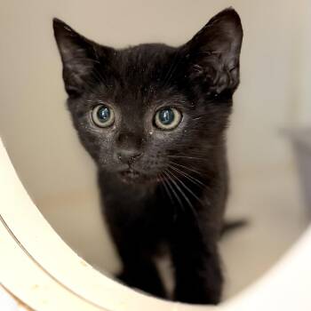 Harold (bonded w/ Benjamin) -  Domestic Short Hair Cat Available for Adoption in Oakland, California - Harold (bonded W/ Benjamin) | PetCurious