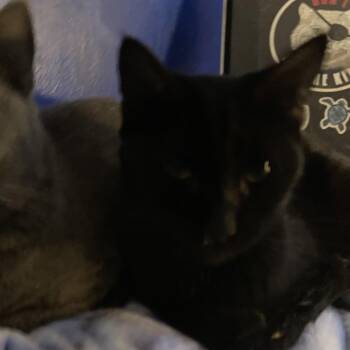 Domestic Short Hair Cats Available for Adoption in Rocky Mount, Virginia - Bonds | PetCurious