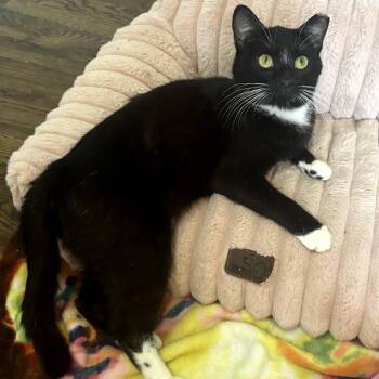 Domestic Short Hair Cats Available for Adoption in Durham, North Carolina - Junior Mint | PetCurious
