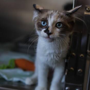 Dottie -  Domestic Medium Hair Cat for Adoption in Los Angeles, California - Dottie | PetCurious