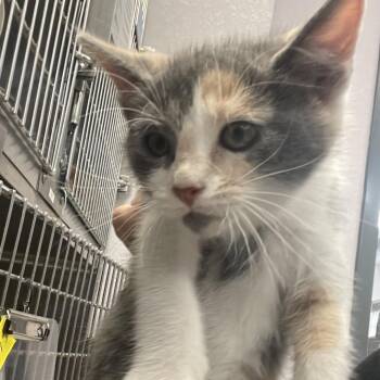 Domestic Short Hair Cats Available for Adoption in Port Charlotte, Florida - Melody | PetCurious