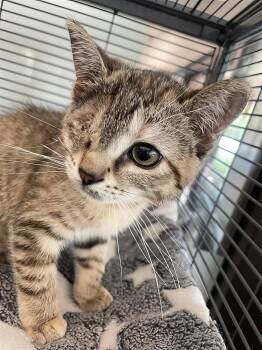 Polly -  Domestic Short Hair Cat for Adoption in Nashville, Tennessee - Polly | PetCurious