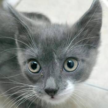 Domestic Short Hair Cats Available for Adoption in Meridian, Idaho - Bubble | PetCurious