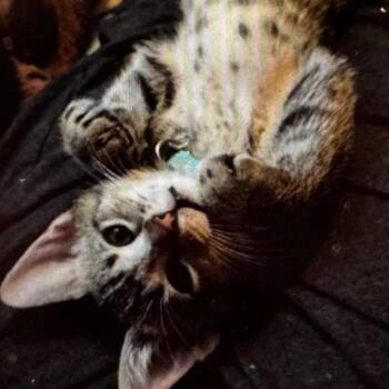 Sixerpaw- (blue collar) -  Domestic Short Hair Cat for Adoption in Wheeling, Illinois - Sixerpaw- (blue Collar) | PetCurious