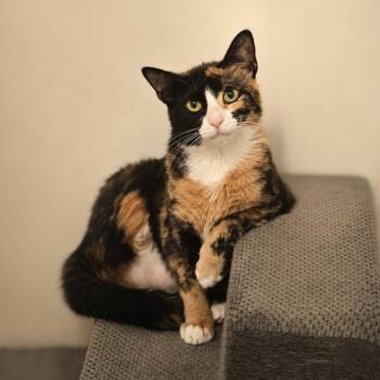 Eileen -  Domestic Short Hair Cat for Adoption in Jarrettsville, Maryland - Eileen | PetCurious