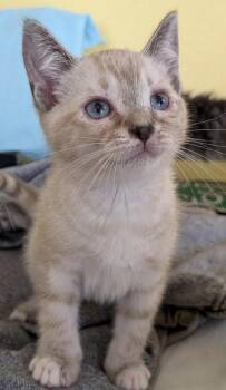 Marshmallow -  Domestic Short Hair Cat for Adoption in Cathlamet, Washington - Marshmallow | PetCurious