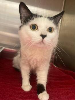Cloud -  Domestic Medium Hair Cat for Adoption in Fall River, Massachusetts - Cloud | PetCurious