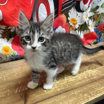 Harvey -  Domestic Short Hair Cat for Adoption in Normal, Illinois - Harvey | PetCurious