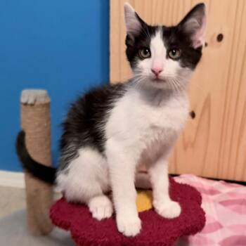 Toulouse -  Domestic Short Hair Cat for Adoption in Normal, Illinois - Toulouse | PetCurious