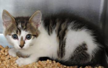Victor -  Domestic Short Hair Cat for Adoption in Lexington, Virginia - Victor | PetCurious