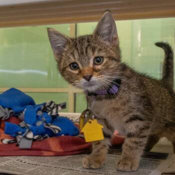 Rescue Domestic Short Hair Cats for Adoption in St. Louis, Missouri - MIRABEL | PetCurious