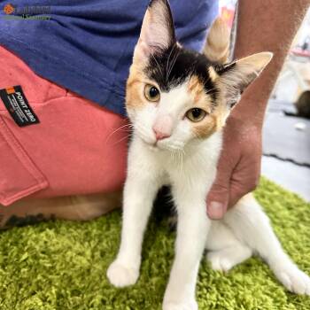 Rescue Domestic Short Hair Cats for Adoption in Hamilton, Ontario - Babs (Bonded To Larry) | PetCurious