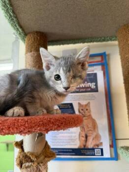 Pippa Patch -  Domestic Short Hair Cat Available for Adoption in Scottsbluff, Nebraska - Pippa Patch | PetCurious