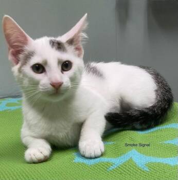 Smoke Signal26 -  Domestic Short Hair Cat for Adoption in Youngsville, North Carolina - Smoke Signal26 | PetCurious