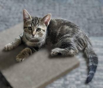 Rexy -  Domestic Short Hair Cat for Adoption in Walled Lake, Michigan - Rexy | PetCurious