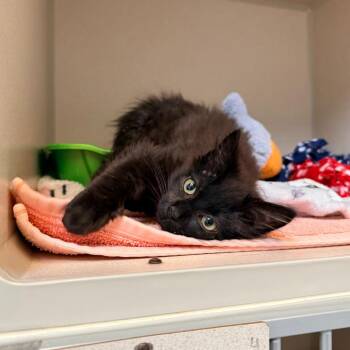 Wolfie -  Domestic Long Hair Cat for Adoption in Great Falls, Montana - Wolfie | PetCurious