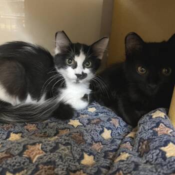 Monica 54471 -  Domestic Medium Hair Cat for Adoption in Las Vegas, Nevada - Monica 54471 | PetCurious