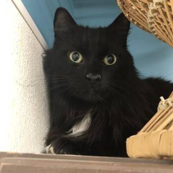 Mr. Oreo Pie -  Domestic Long Hair Cat for Adoption in Prince Frederick, Maryland - Mr. Oreo Pie | PetCurious