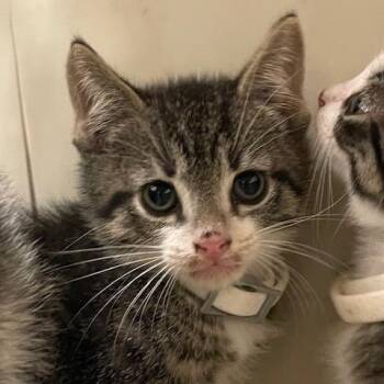 Domestic Short Hair Cats Available for Adoption in Lake Panasoffkee, Florida - Denahi | PetCurious