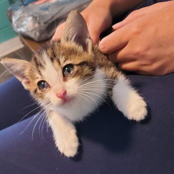Frogger -  Domestic Short Hair Cat for Adoption in Jefferson City, Tennessee - Frogger | PetCurious