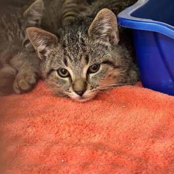 Rescue Domestic Short Hair Cats for Adoption in East Montpelier, Vermont - Kale | PetCurious