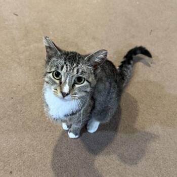 Samantha -  Domestic Short Hair Cat for Adoption in Mineral Point, Wisconsin - Samantha | PetCurious