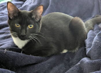 Rescue Domestic Short Hair Cats for Adoption in Ball Ground, Georgia - Gypsy $125. Nov Special | PetCurious