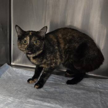 Domestic Short Hair Cats Available for Adoption in Newark, New Jersey - Goldie | PetCurious